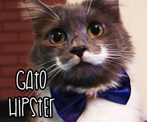 Gato Hipster: Conheça o gatinho que tem um bigode