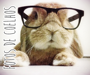 Páscoa – Fotos de coelhos: 50 fotos de coelhinhos muito fofos!