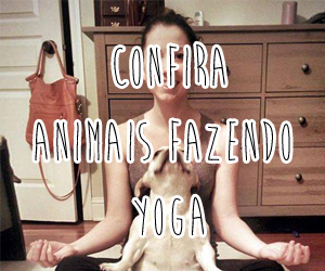 Fofura do dia: Animais fazendo Yoga!